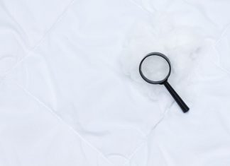 Pluskwy – jak się wystrzegać szkodników?