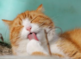 Sklep zoologiczny – jaki powinien być?