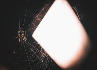 Pająki w domu – jak się ich pozbyć? Skuteczny sposób na obecność pająków