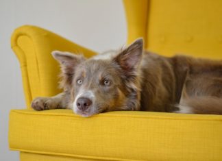 Wygodna sofa dla psa: na co zwrócić uwagę przy zakupie?